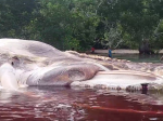 Video: Na indonézskom ostrove sa vyplavil obrovský tvor. Aký druh zvieraťa to môže byť?