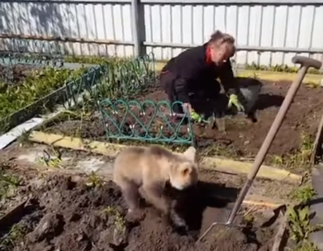 Video: Táto ruská žena má ozaj netradičného pomocníka v záhrade