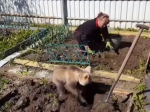 Video: Táto ruská žena má ozaj netradičného pomocníka v záhrade