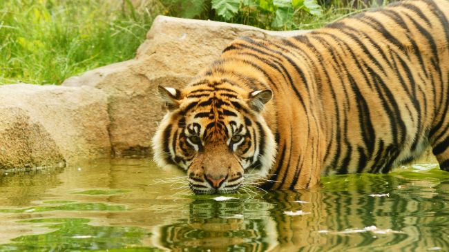 Tiger zabil opatrovateľku v zoo v Anglicku