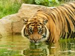 Tiger zabil opatrovateľku v zoo v Anglicku