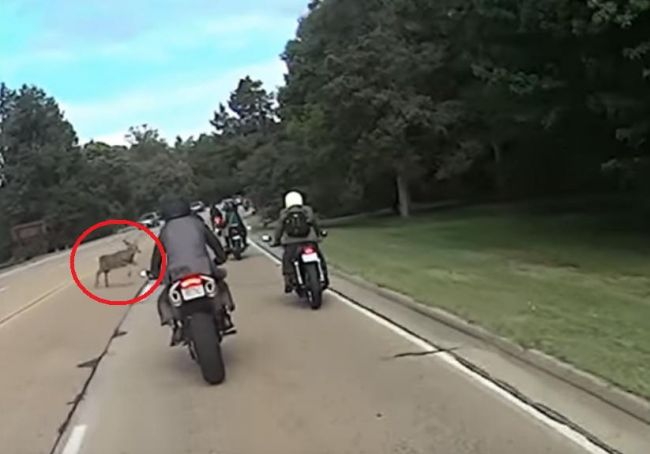 Video: Keď jeleň zvládne situáciu na ceste lepšie ako motocyklista
