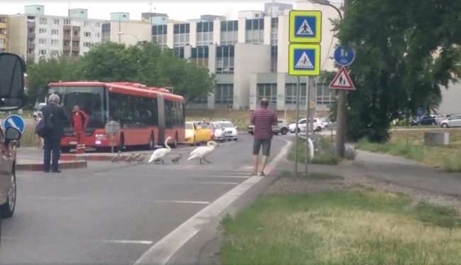 Video: Labutia rodinka sa prechádzala v centre Bratislavy