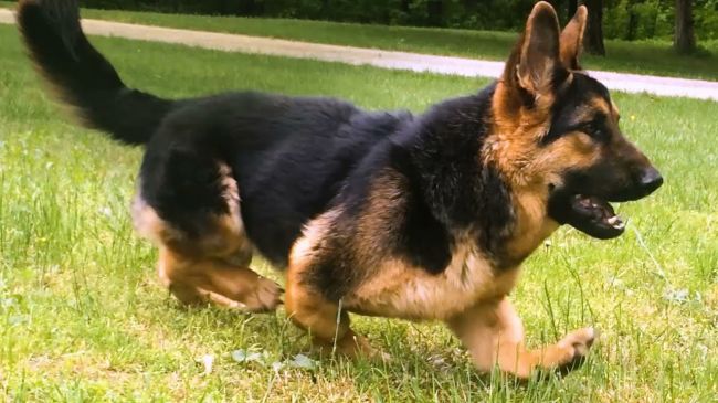 Video: Tento psí trpaslík si určite získa vaše srdce