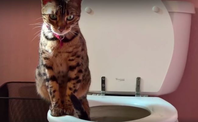 Videonávod: Ako naučiť mačku chodiť na záchod, krok za krokom