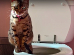 Videonávod: Ako naučiť mačku chodiť na záchod, krok za krokom