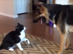 Video: Mačka zaútočila na psa. Potom sa mu ospravedlnila tým najkrajším spôsobom