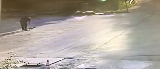 Video: Kamionista zatočil s besnou líškou