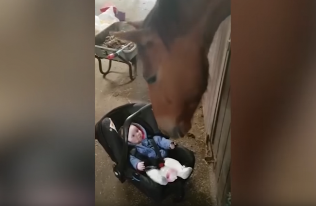 Video: Kôň zareagoval na plač malého dievčatka veľmi nečakane