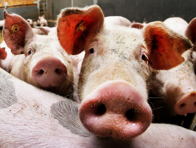 Českí veterinári vyhlásili pri Zlíne zamorenú oblasť