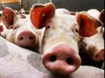 Českí veterinári vyhlásili pri Zlíne zamorenú oblasť