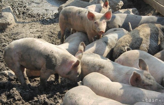 Veterinári v ČR potvrdili tretí prípad nákazy africkým morom ošípaných