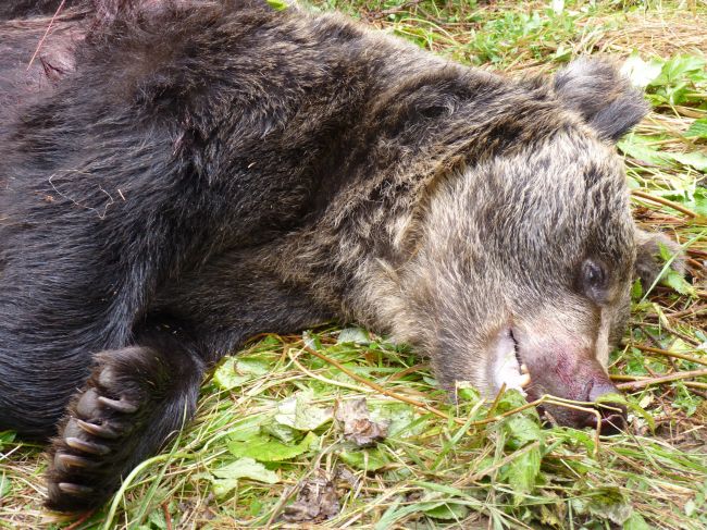 Pri odstrele medvedice Ingrid došlo k viacerým pochybeniam