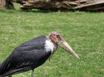 V košickej zoo majú ako jediní na Slovensku samicu bociana marabu zdochlinára
