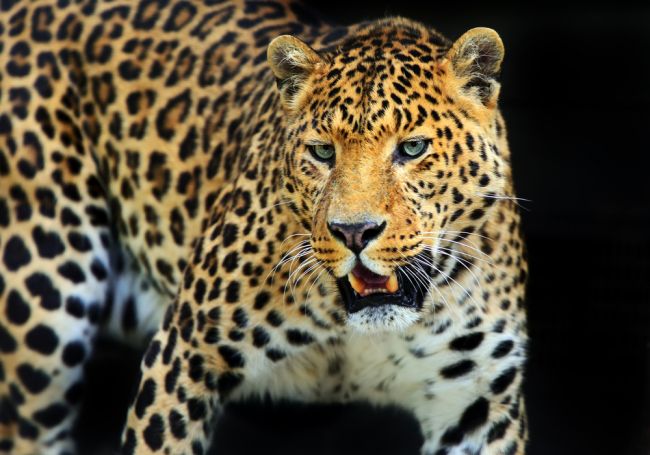 Leopard zabil 13-ročné dievča