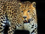 Leopard zabil 13-ročné dievča