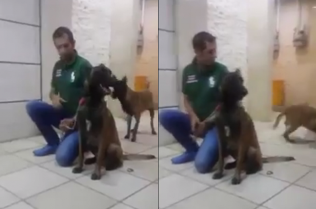 Video: Pes zaútočil na svojho trénera. Hrozivé zábery rozpútali búrlivú diskusiu