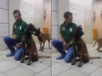 Video: Pes zaútočil na svojho trénera. Hrozivé zábery rozpútali búrlivú diskusiu