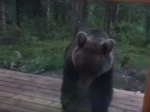 Video: Aj takto sa vo Fínsku vedia zbaviť medveďov