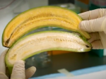 Vedci vyšľachtili banány, ktoré môžu zachrániť státisíce ľudí