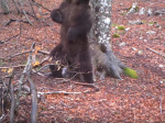 Video: Kamera rok snímala strom v lese. Zachytila však omnoho viac