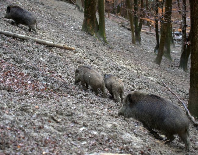 ČR: Z dôvodu prasacieho moru sa na Morave začne hromadný odstrel diviakov