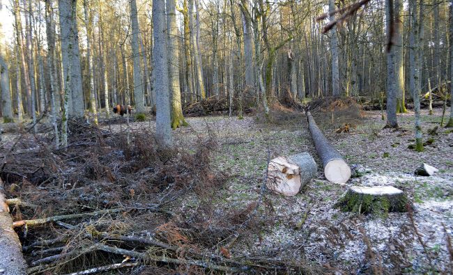 Európska komisia poslala Poľsko za zvýšený výrub v Bielovežskom pralese na súd