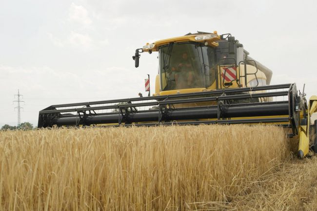 Žatva po dažďoch pokračuje, farmári rátajú škody spôsobené suchom a zverou