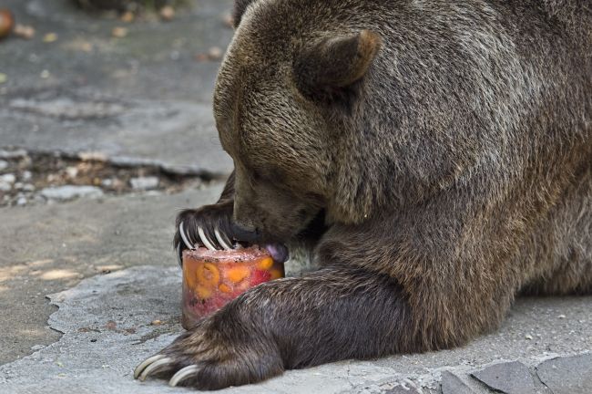 Hasiči zasahujú pri kritickej situácií v bratislavskej zoo