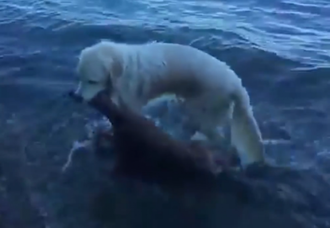 Video: Odvážny pes zachránil život ďalšieho zvieraťa
