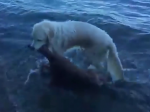Video: Odvážny pes zachránil život ďalšieho zvieraťa
