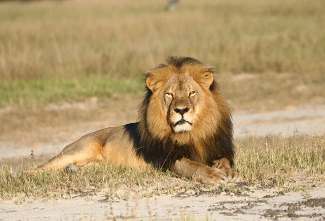 Lovec trofejí zastrelil potomka známeho leva Cecila, aktivisti sú pobúrení