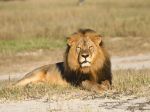 Lovec trofejí zastrelil potomka známeho leva Cecila, aktivisti sú pobúrení