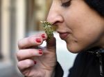 Poľsko zlegalizovalo marihuanu na liečebné účely, lekárne ju poskytnú na recepty