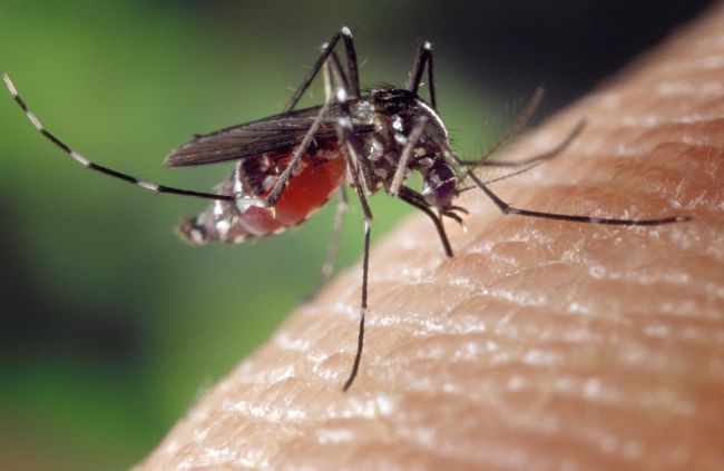 8 rizikových faktorov, ktorými priťahujete komáre