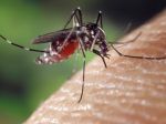 8 rizikových faktorov, ktorými priťahujete komáre