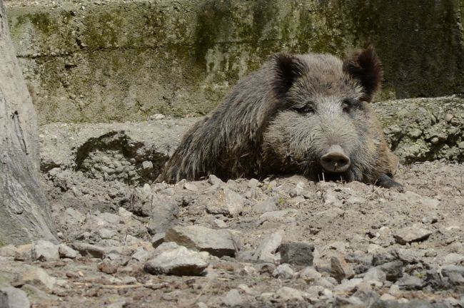 Zrazený diviak spôsobil na diaľnici pohromu s 3 dopravnými nehodami