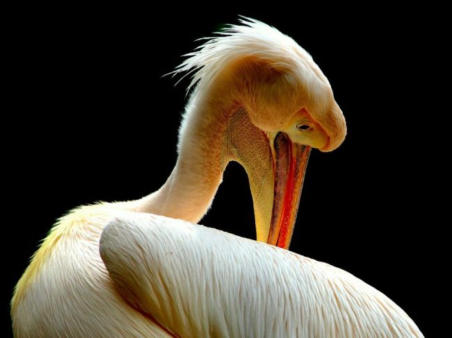 Dvaja opilci zabili v zoo vzácne vtáky, chceli si opiecť aj laň