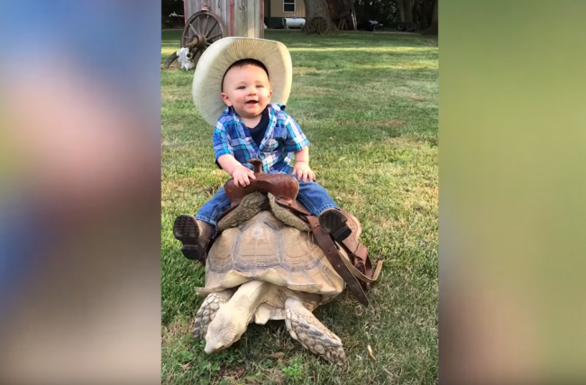 Video: Nič zvláštne, len chlapec, ktorý sa vozí na korytnačke