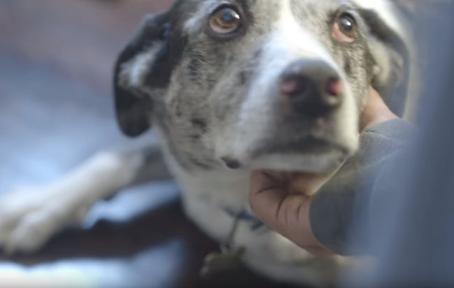 Video: Muž si psíka zamiloval na prvý pohľad.Ich príbeh však rozplakal mnoho ľudí po svete