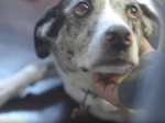 Video: Muž si psíka zamiloval na prvý pohľad.Ich príbeh však rozplakal mnoho ľudí po svete