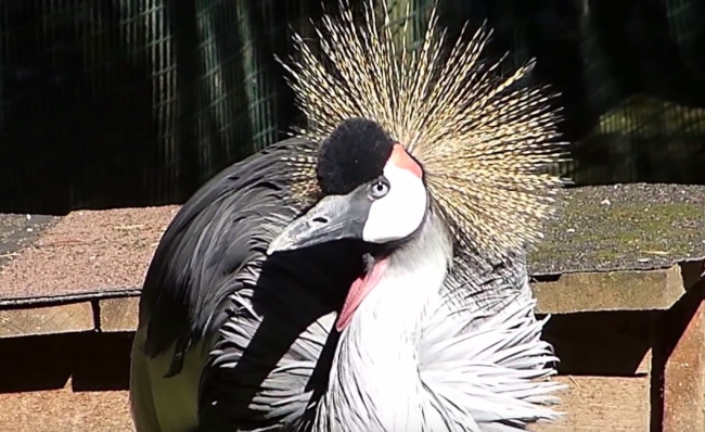 Mladíci v zoologickej záhrade v Bojniciach zabili vzácneho vtáka