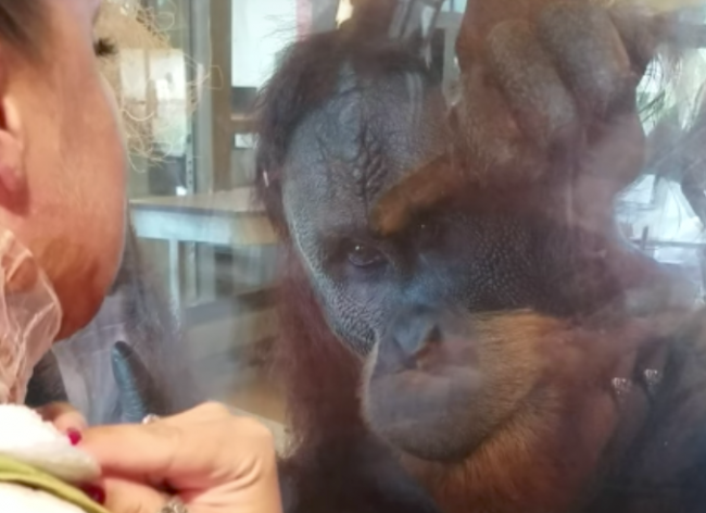 Video: Orangutan sa zoznámil s popálenou ženou. Jeho reakcia očarila celý svet