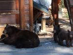 Video: Ako si vedia s medveďmi poradiť v Nevade