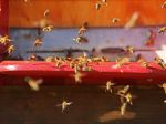 Včelia materská kašička dokáže vyriešiť niekoľko problémov so zdravím