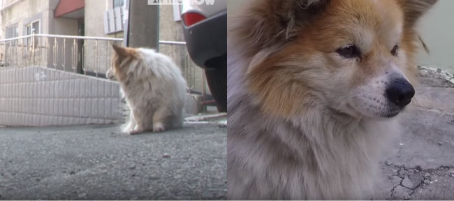 Video: Psík čakal 3 roky na svoju majiteľku. Susedia ostávajú zronení a v slzách