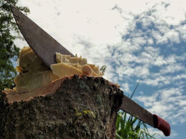 Bezdomovec z Plzne zabil muža mačetou, následne sa udal