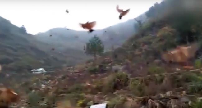 Video: Stovky sliepok počúvajú na zvuk píšťalky