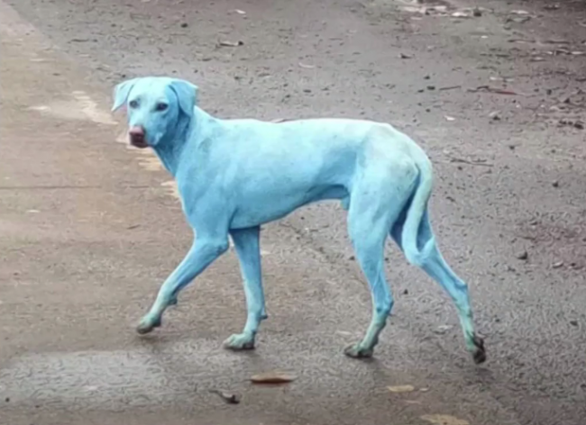Video: Túlavé psy v Bombaji zmenili farbu