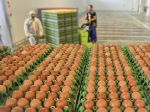 Polícia zhabala viac ako 90.000 vajec kontaminovaných fipronilom